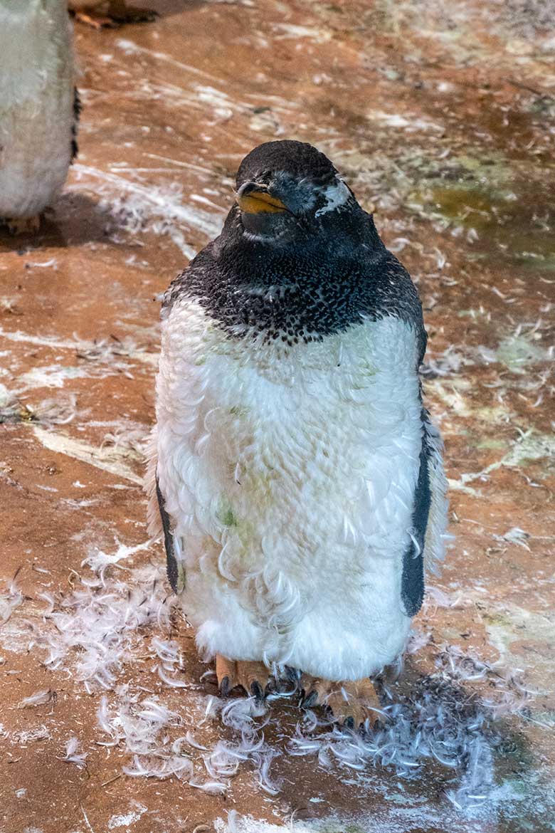 Eselspinguin in der Mauser am 24. August 2024 im Pinguin-Haus im Zoologischen Garten Wuppertal