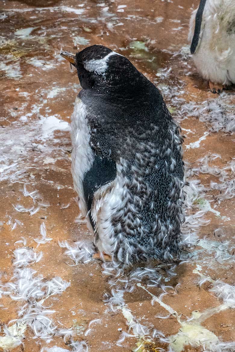 Eselspinguin in der Mauser am 25. August 2024 im Pinguin-Haus im Grünen Zoo Wuppertal