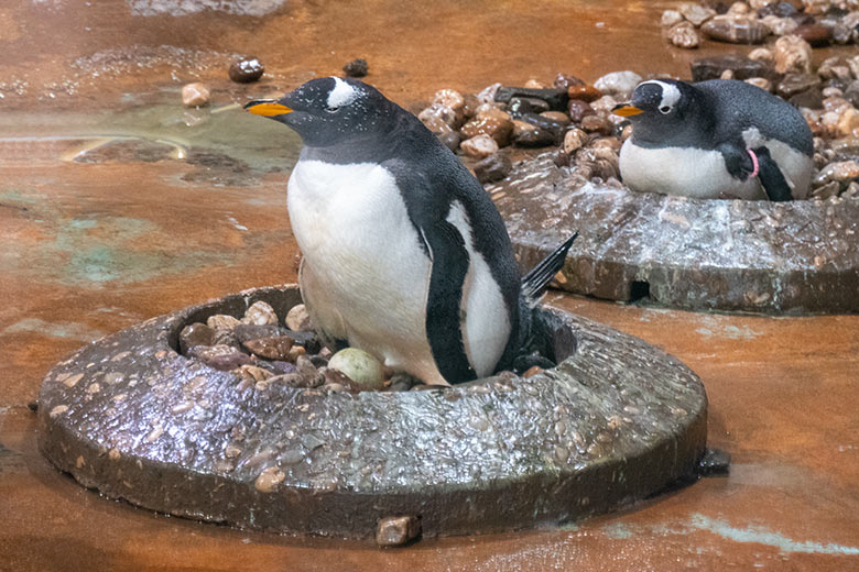 Eselspinguin mit einem Ei im Nest am 20. April 2025 im Pinguin-Haus im Grünen Zoo Wuppertal