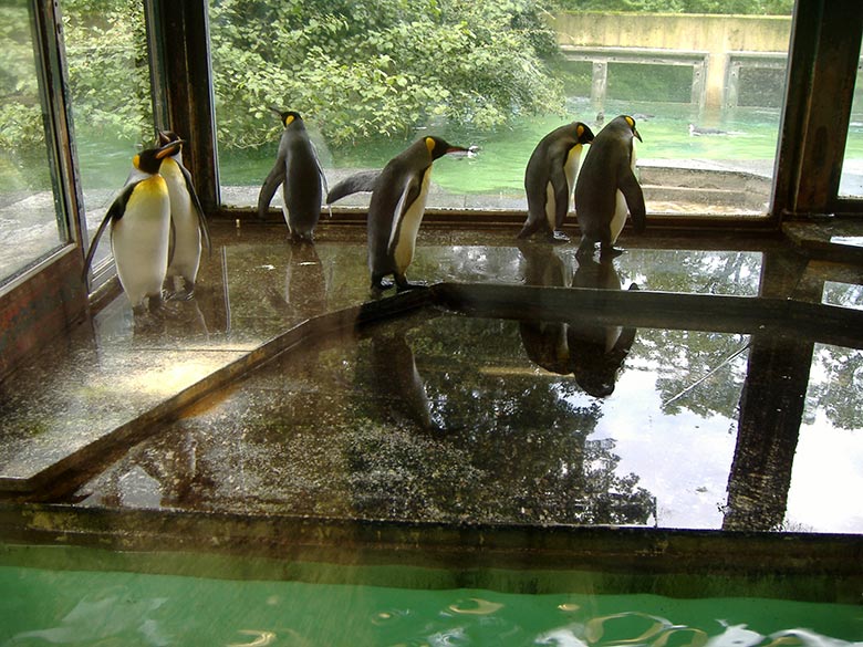 Königspinguine im Haus der alten Pinguin-Anlage am 19. August 2006 im Wuppertaler Zoo
