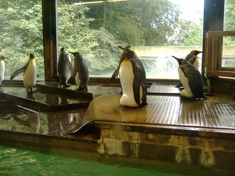 Königspinguine im Haus der alten Pinguin-Anlage am 19. August 2006 im Zoologischen Garten der Stadt Wuppertal
