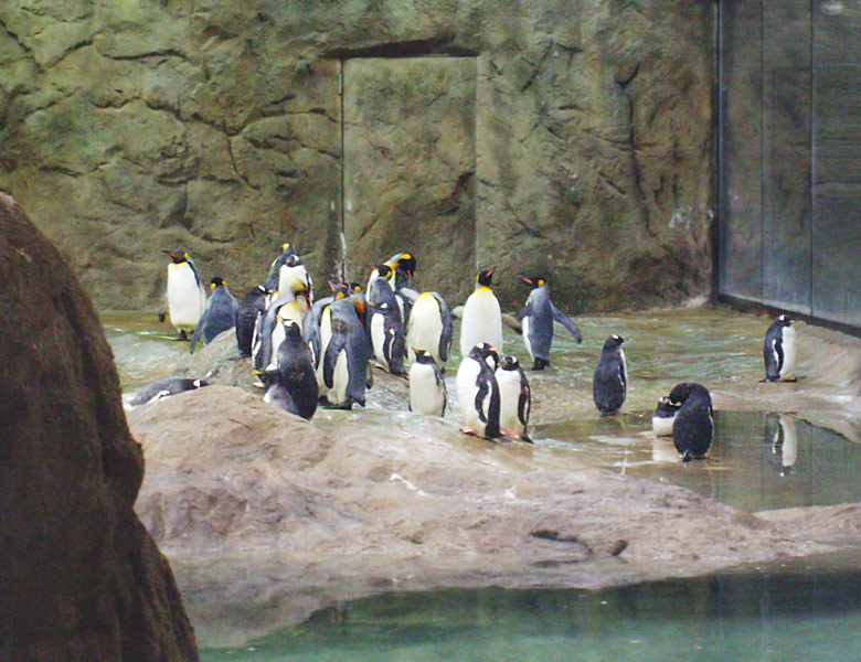 Königspinguine und Eselspinguine in der neuen Pinguin-Anlage im Zoologischen Garten Wuppertal am 22. März 2009