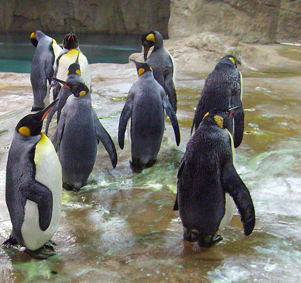 Pinguine im Wuppertaler Zoo am 23. März 2009 in der neuen Pinguin-Anlage
