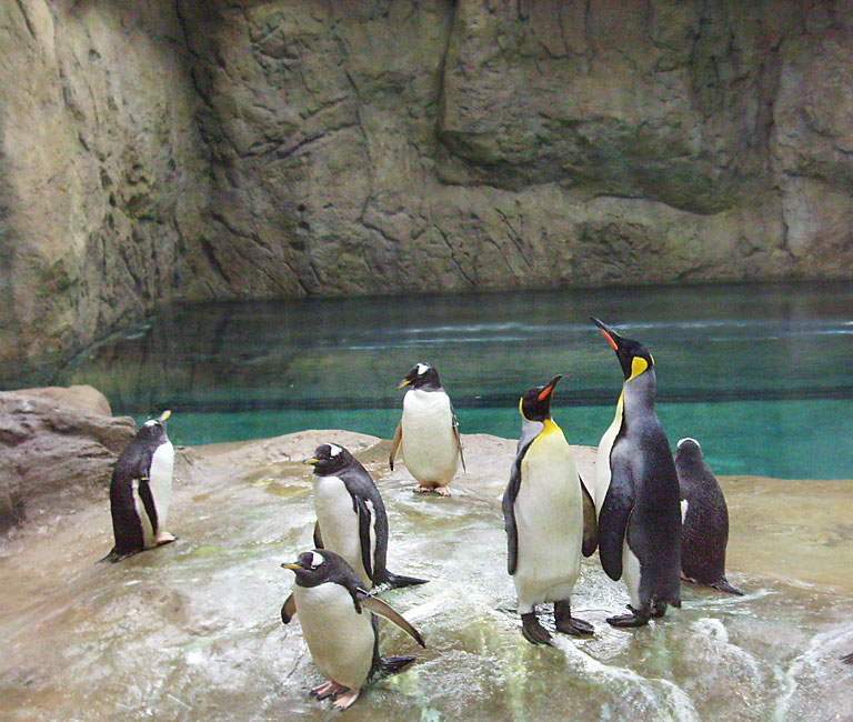 Neue Pinguin-Anlage im Zoo Wuppertal am 23. März 2009