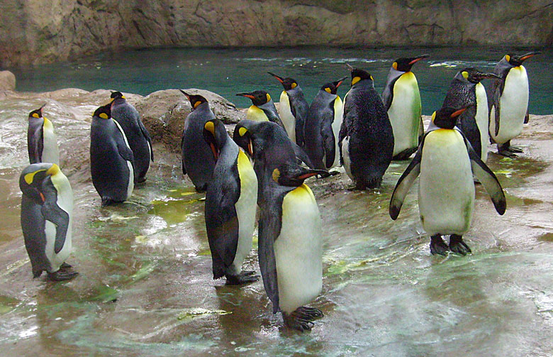 Alle 16 Königspinguine am 23. März 2009 in der neuen Pinguin-Anlage im Wuppertaler Zoo