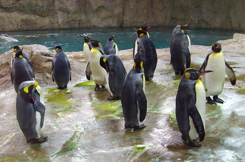 Königspinguine im Zoologischen Garten Wuppertal am 23. März 2009 in der neuen Pinguin-Anlage