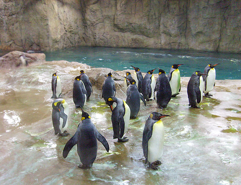 Alle 16 Königspinguine am 23. März 2009 in der neuen Pinguin-Anlage im Zoo Wuppertal