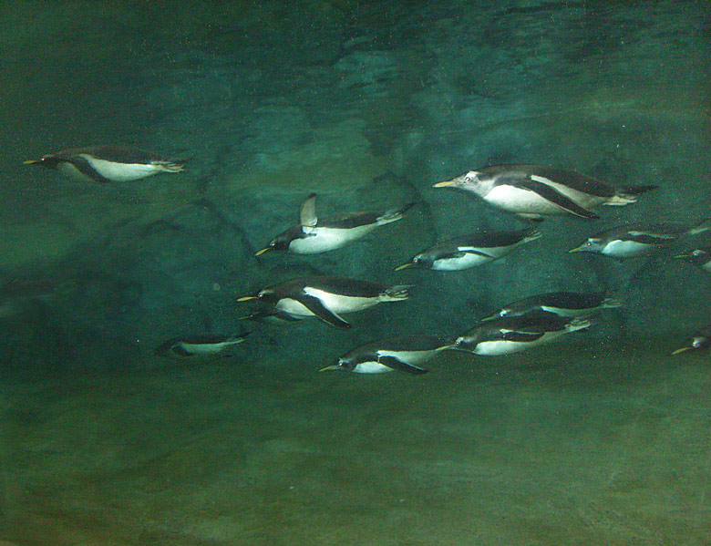Eselspinguine unter Wasser im Zoologischen Garten Wuppertal am 23. März 2009 in der neuen Pinguin-Anlage