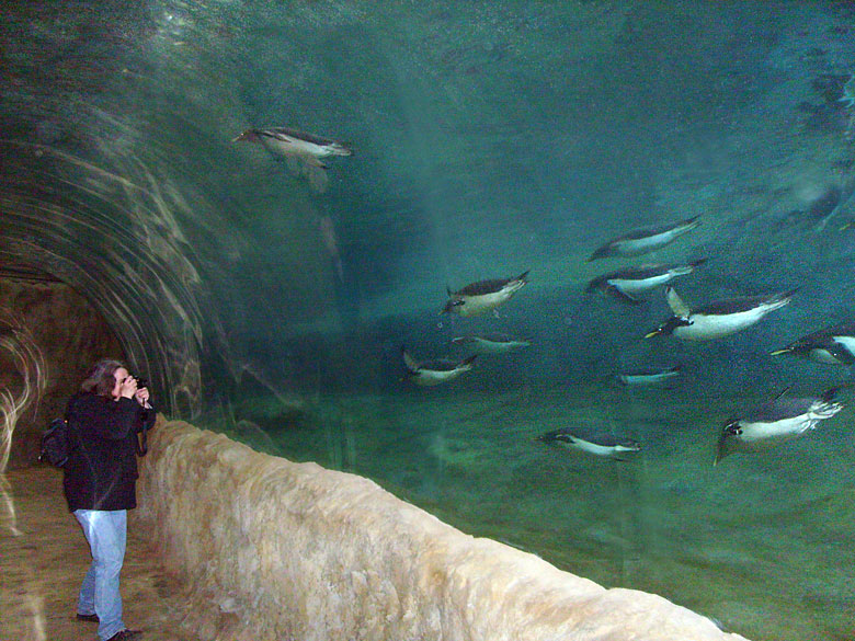 Eselspinguine im Unterwassertunnel im Zoo Wuppertal am 23. März 2009 in der neuen Pinguin-Anlage