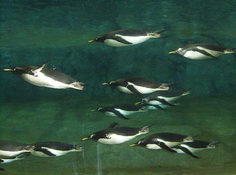 Eselspinguine unter Wasser im Wuppertaler Zoo am 23. März 2009 in der neuen Pinguin-Anlage