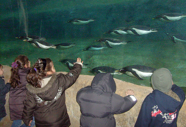 Kinder waren begeistert von den Eselspinguinen unter Wasser im Zoo Wuppertal am 23. März 2009