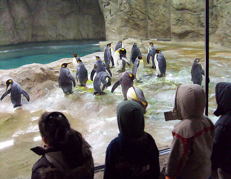 Neue Pinguin-Anlage im Wuppertaler Zoo am 23. März 2009