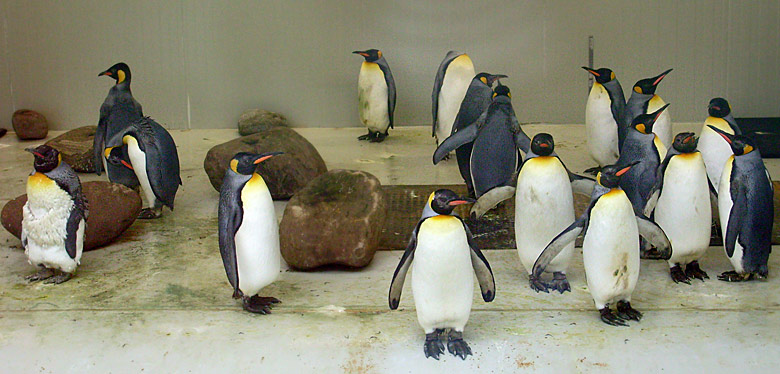 Königspinguine im Zoologischen Garten Wuppertal im April 2008