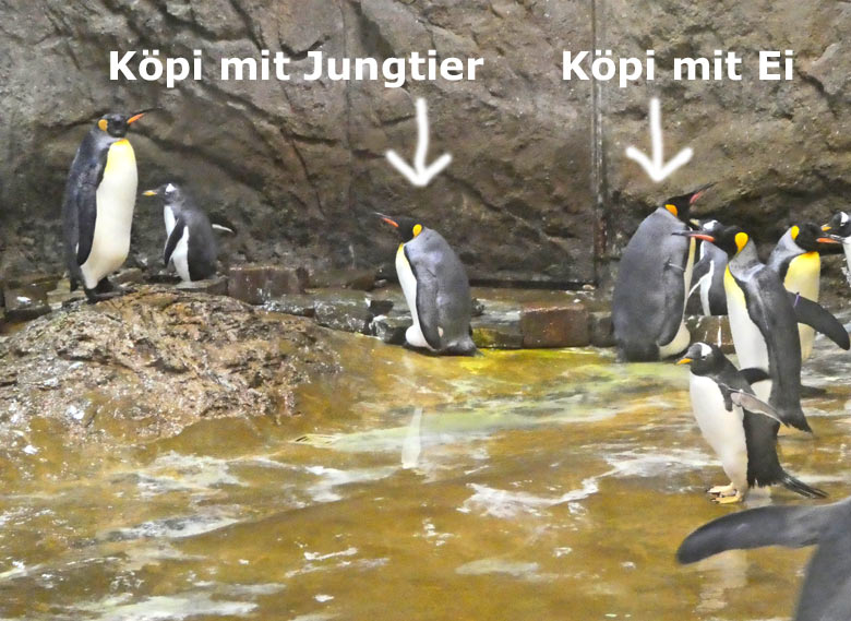 Königspinguine am 26. November 2017 in der sogenannten Königspinguinanlage im Grünen Zoo Wuppertal