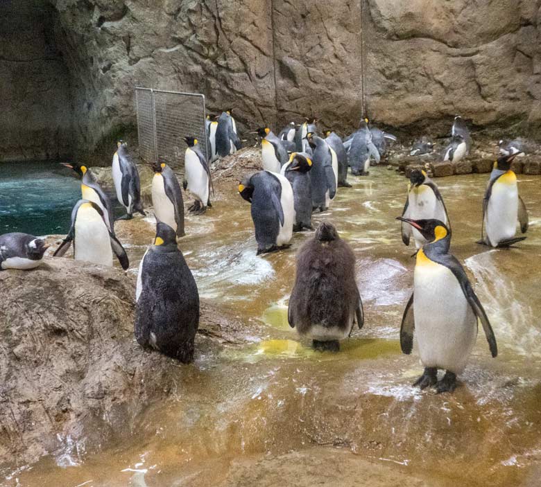 Königspinguin-Jungtier am 6. Juni 2018 im Pinguin-Haus im Grünen Zoo Wuppertal