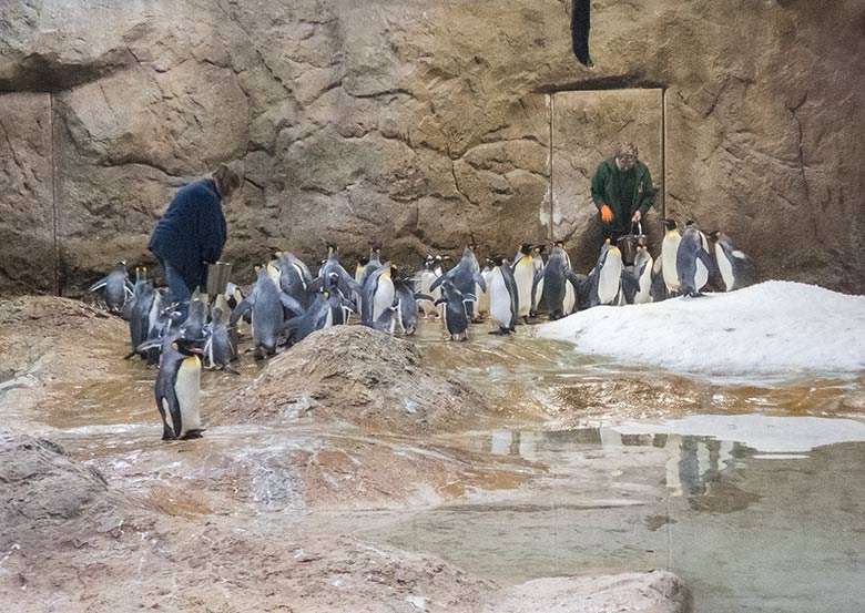 Fütterung der Königspinguine und der Eselspinguine am 27. Oktober 2018 im Pinguinhaus im Grünen Zoo Wuppertal