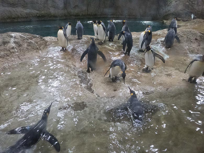 Königspinguine am 11. November 2018 im Pinguin-Haus im Zoo Wuppertal