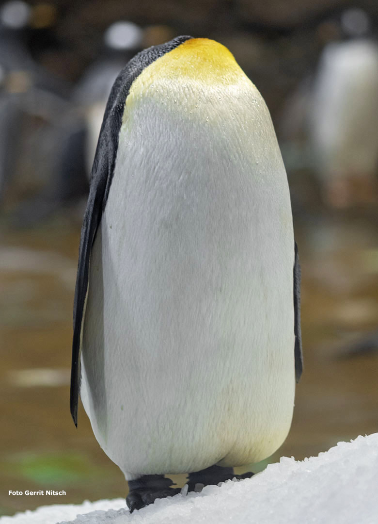 Königspinguin am 17. November 2018 im Pinguin-Haus im Zoologischen Garten Wuppertal (Foto Gerrit Nitsch)