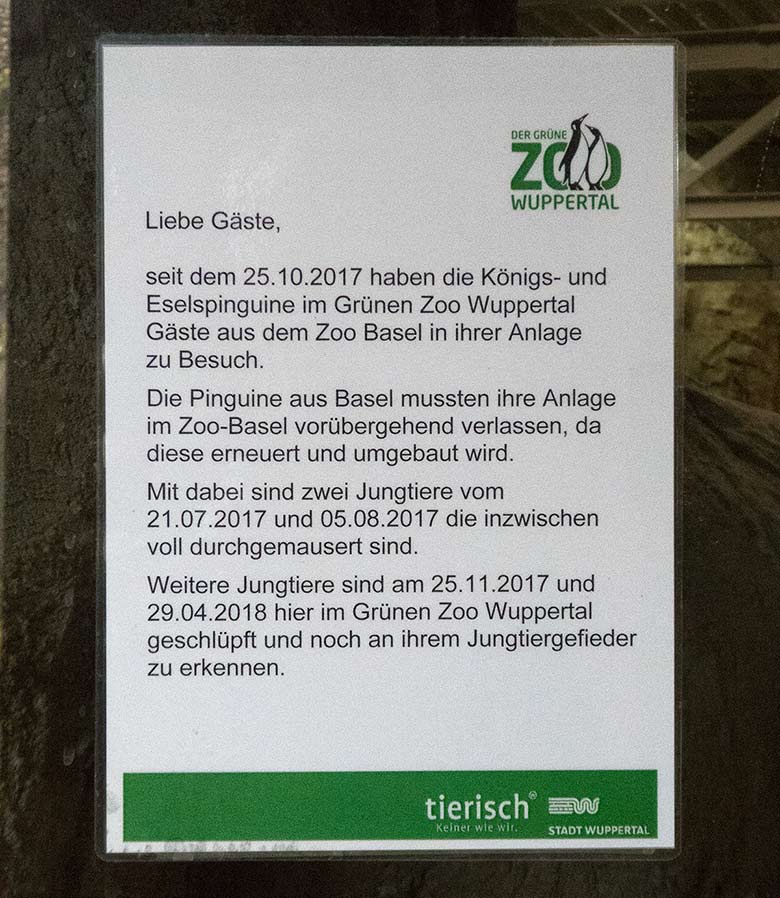 Information am 23. November 2018 im Pinguin-Haus im Grünen Zoo Wuppertal zu den Gast-Pinguinen aus dem Zoo Basel
