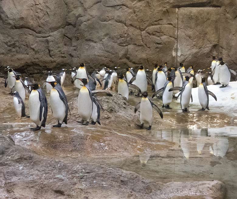 Königspinguine am 23. November 2018 im Pinguin-Haus im Wuppertaler Zoo