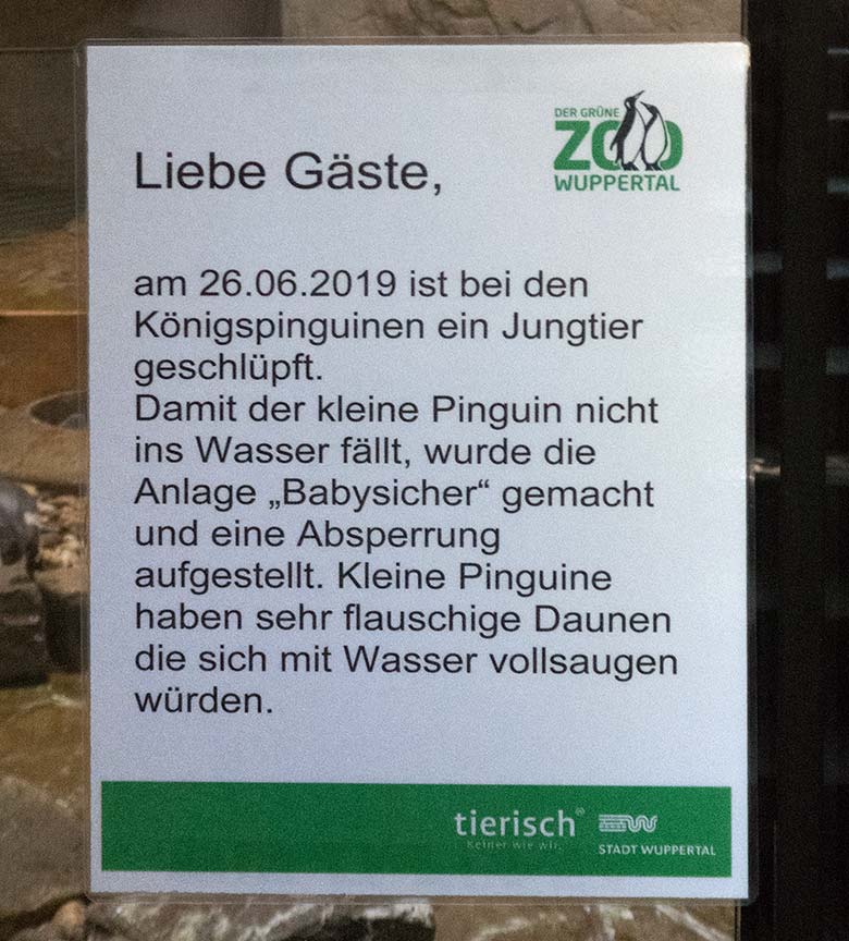 Information zum Jungtier bei den Könispinguinen am 29. Juni 2019 im Pinguin-Haus im Wuppertaler Zoo