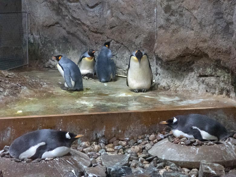 Zwei brütende Eselspinguine und zwei brütende Königspinguine sowie zwei Königspinguine mit Küken am 11. Juli 2019 im Pinguin-Haus im Grünen Zoo Wuppertal