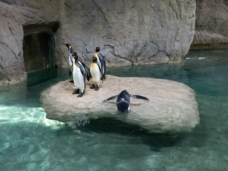 Ein weiterer Königspinguin landet am 28. Oktober 2019 auf der Insel im Pinguin-Haus im Grünen Zoo Wuppertal
