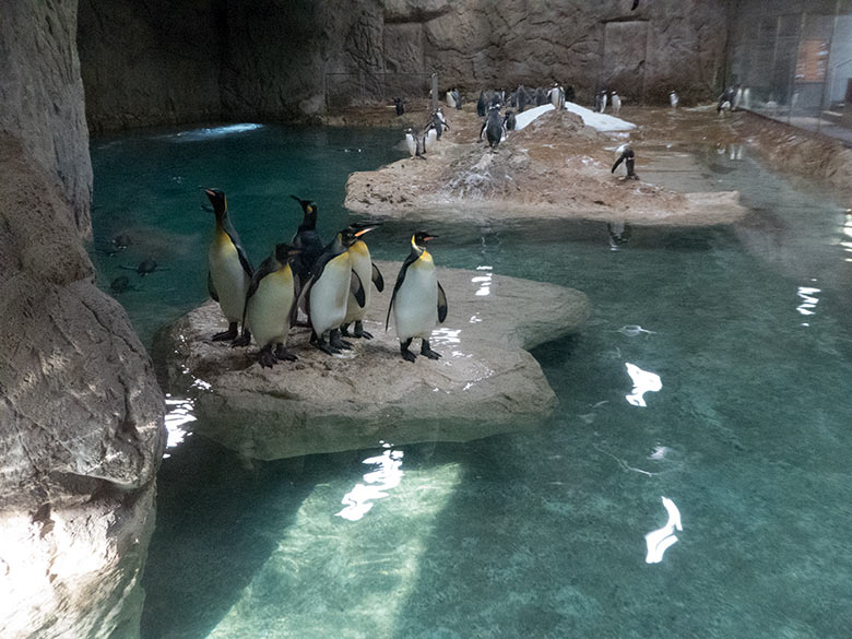 Königspinguine am 28. Oktober 2019 auf der Insel im Pinguin-Haus im Zoologischen Garten Wuppertal