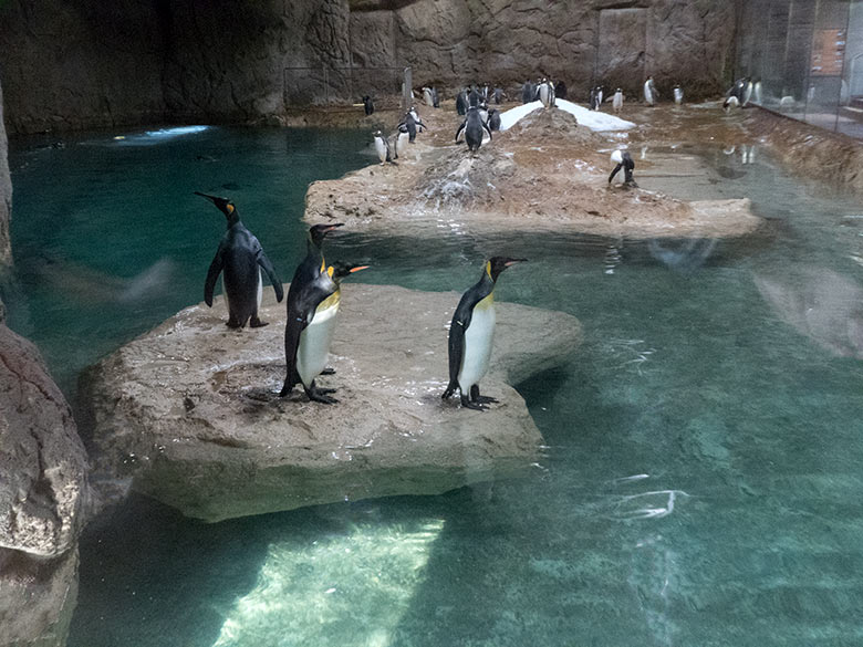 Vier Königspinguine am 28. Oktober 2019 auf der Insel im Pinguin-Haus im Wuppertaler Zoo