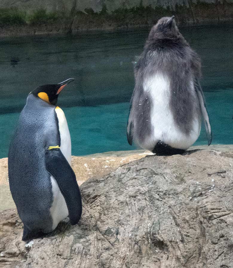 Adulter Königspinguin und Königspinguin-Jungtier am 9. November 2019 im Pinguin-Haus im Grünen Zoo Wuppertal