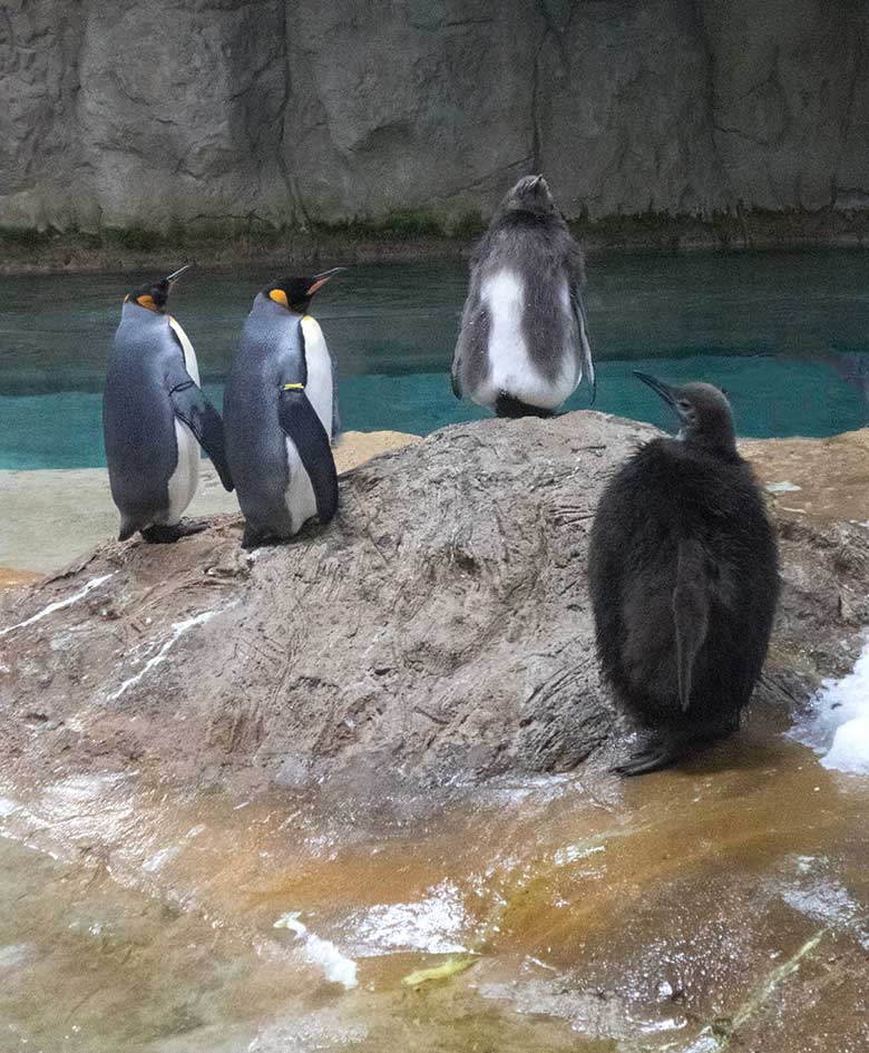 Adulte Königspinguine und Königspinguin-Jungtiere am 9. November 2019 im Pinguin-Haus im Wuppertaler Zoo