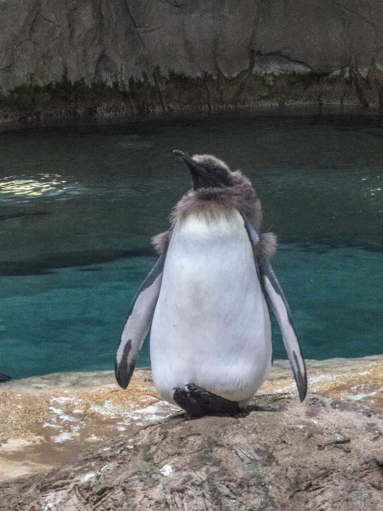 Das am 26.06.2019 geschlüpfte Königspinguin-Jungtier stand am 15. November 2019 im Pinguin-Haus im Grünen Zoo Wuppertal fast am Ende der Mauser