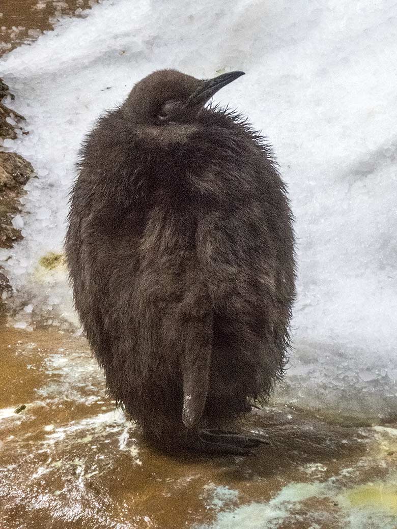 Das am 05.07.2019 geschlüpfte Königspinguin-Jungtier stand am 15. November 2019 im Pinguin-Haus im Wuppertaler Zoo noch vor der Mauser