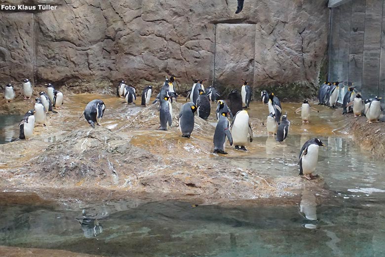 Königspinguine und Eselspinguine am 2. Februar 2020 im Pinguin-Haus im Wuppertaler Zoo (Foto Klaus Tüller)