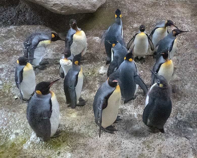 Königspinguine am 3. März 2020 im Pinguin-Haus im Grünen Zoo Wuppertal