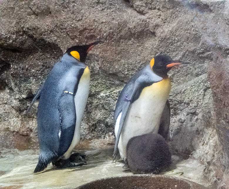 Königspinguine mit Jungtier am 11. Juli 2020 im Pinguin-Haus im Wuppertaler Zoo
