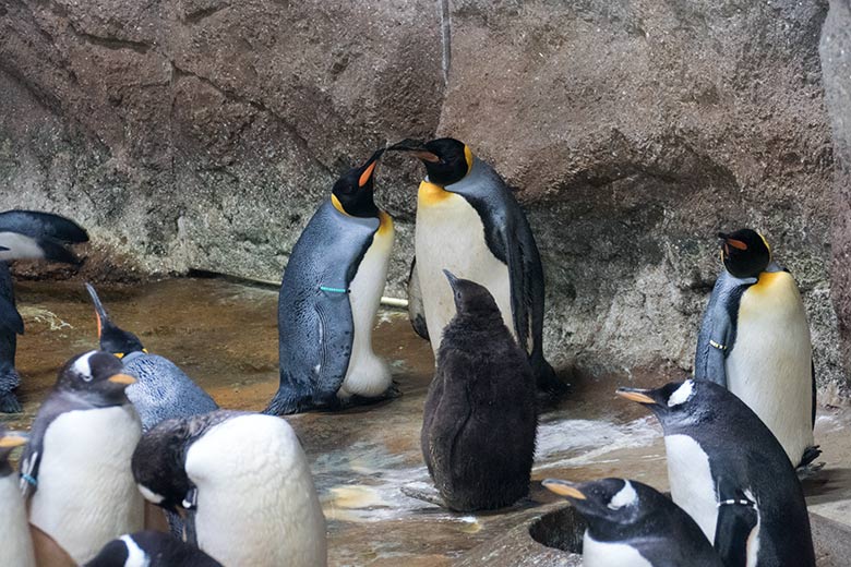 Königspinguin-Jungtier am 27. Juli 2020 im Pinguin-Haus im Grünen Zoo Wuppertal