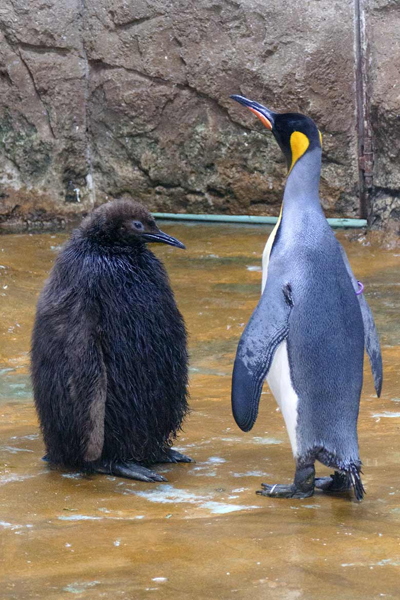 Königspinguin mit Jungtier am 19. September 2020 im Pinguin-Haus im Zoo Wuppertal