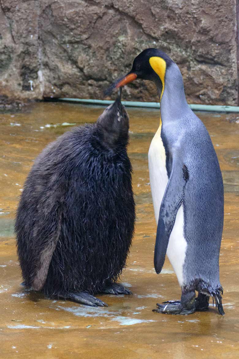 Königspinguin mit Jungtier am 19. September 2020 im Pinguin-Haus im Wuppertaler Zoo