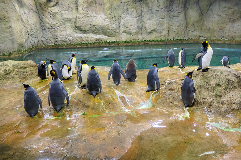 Königspinguine am 31. Oktober 2020 im Pinguin-Haus im Wuppertaler Zoo