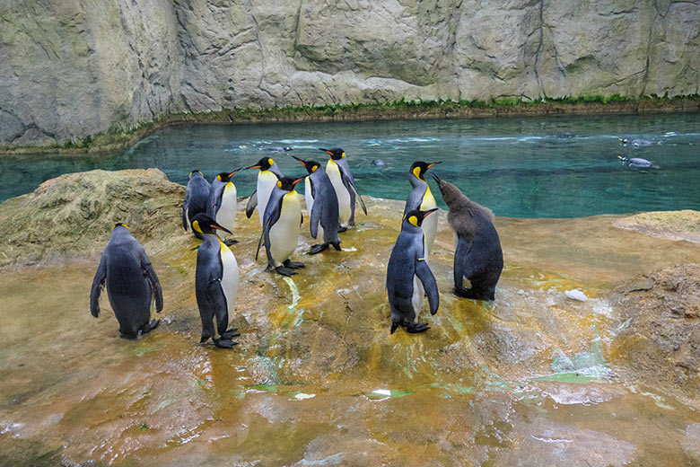 Königspinguine am 31. Oktober 2020 im Pinguin-Haus im Zoologischen Garten Wuppertal