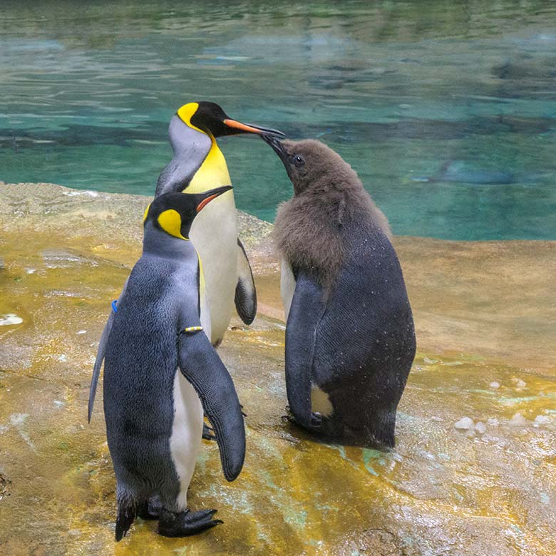 Königspinguine mit Jungtier am 31. Oktober 2020 im Pinguin-Haus im Zoo Wuppertal