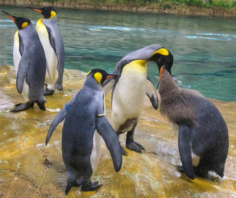 Königspinguine füttert Jungtier am 31. Oktober 2020 im Pinguin-Haus im Grünen Zoo Wuppertal