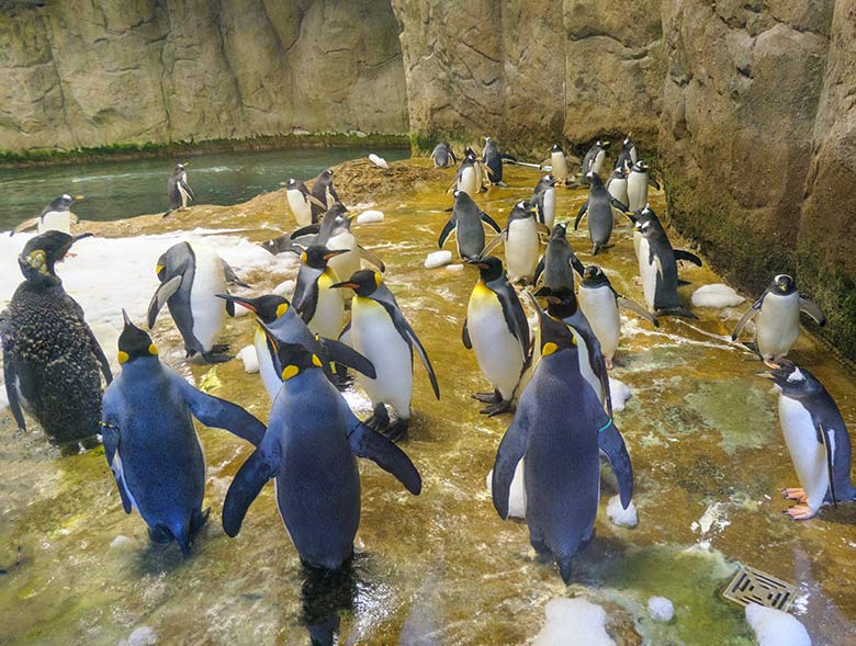 Königspinguine und Eselspinguine am 29. März 2021 im Pinguin-Haus im Grünen Zoo Wuppertal