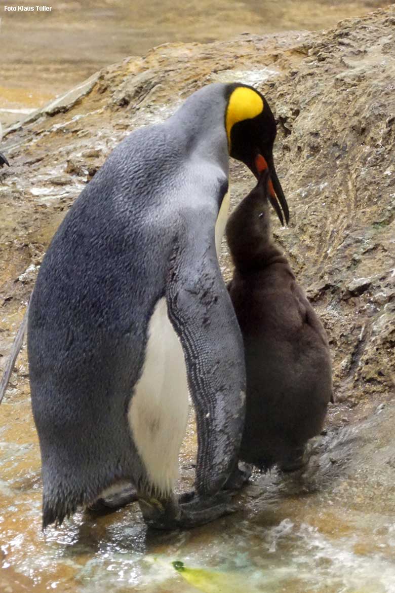 Königspinguin mit Jungtier am 31. Oktober 2021 im Pinguin-Haus im Wuppertaler Zoo (Foto Klaus Tüller)