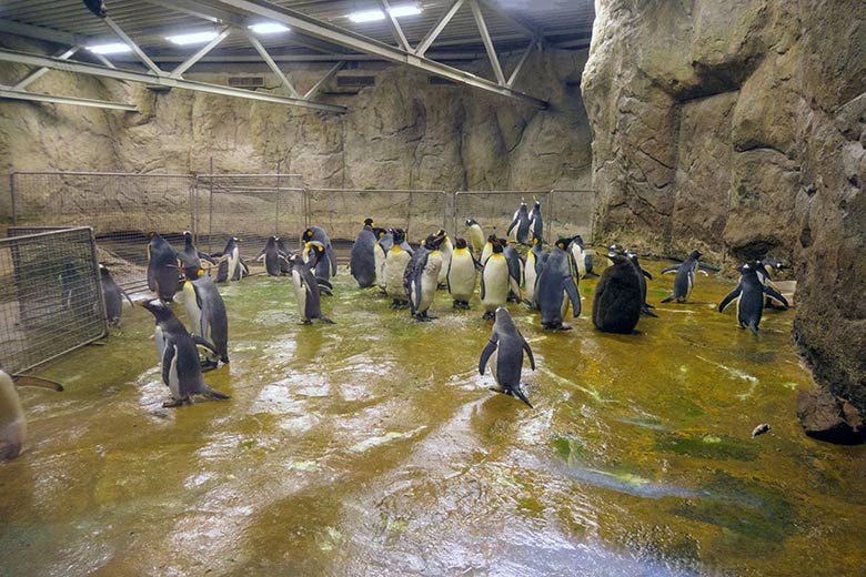 Eingezäunte Königspinguine und Eselspinguine in der Innenanlage mit wenig Wasser am 16. Februar 2022 im Pinguin-Haus im Wuppertaler Zoo
