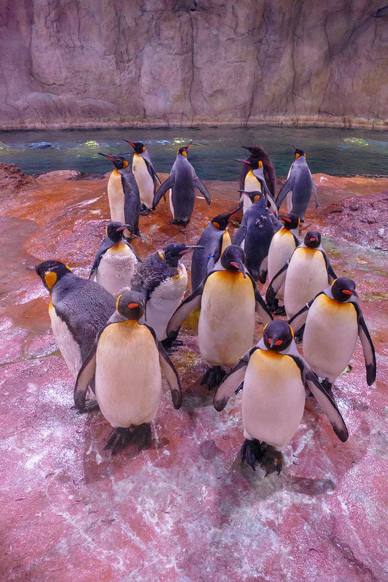 Königspinguine im neuen UV-Licht am 22. Februar 2022 im Pinguin-Haus im Wuppertaler Zoo