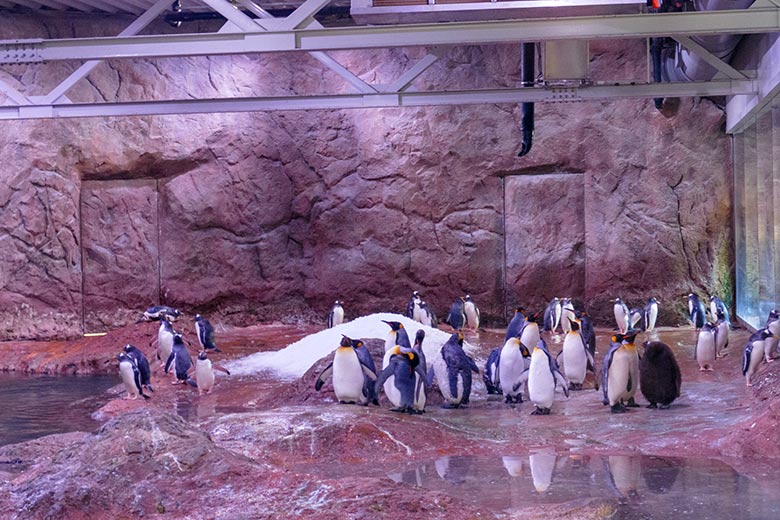 Königspinguine und Eselspinguine im neuen UV-Licht am 23. Februar 2022 im Pinguin-Haus im Grünen Zoo Wuppertal