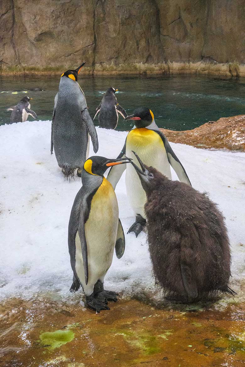 Königspinguine mit Küken am 18. April 2022 im Pinguin-Haus im Wuppertaler Zoo