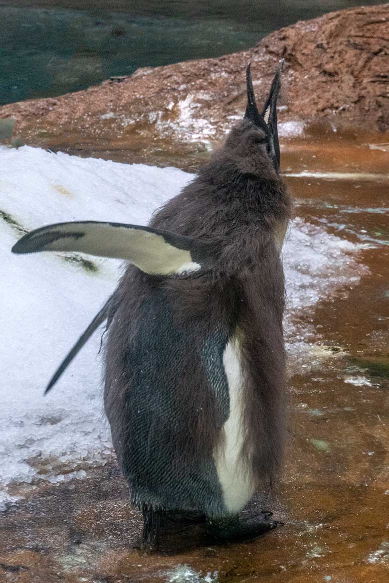 Königspinguin-Küken in der Mauser am 24. April 2022 im Pinguin-Haus im Grünen Zoo Wuppertal